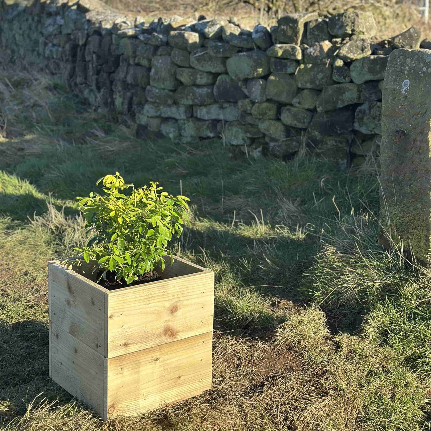 Square wooden planter box, a top view, showing the front and side. Filled with a green shrub. Placed on grass by a stone wall.