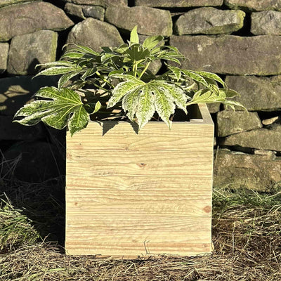 Rustic square wooden planter filled with green plants. Placed in front of a stone wall in the sunshine.