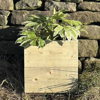 Heavy-duty square wooden trough planter filled with a green plant. Placed on grass in front of a stone wall.