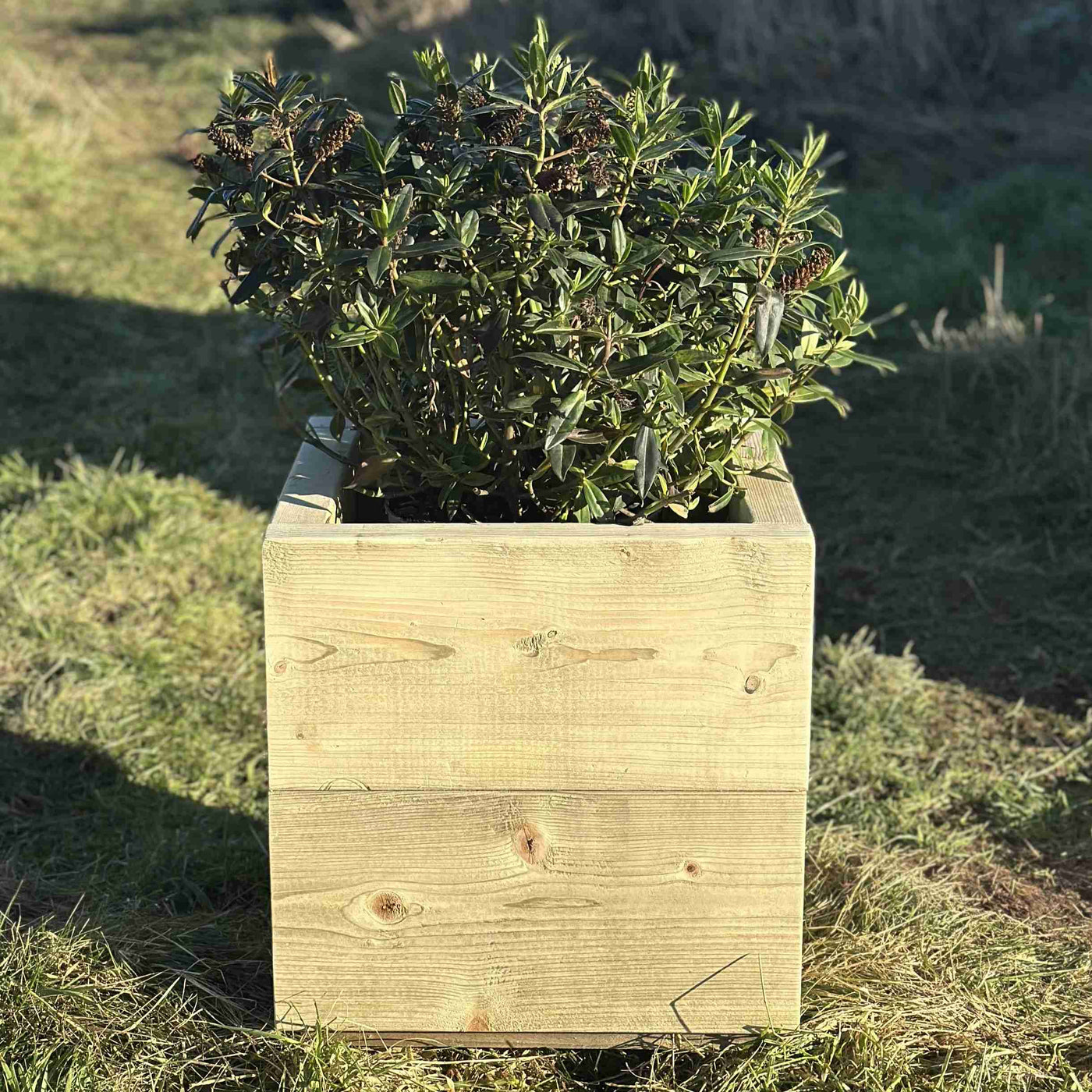 Square wooden trough planter, heavy-duty design, no visable screws. Filled with a dark green shrub. A front view of the planter placed on grass.