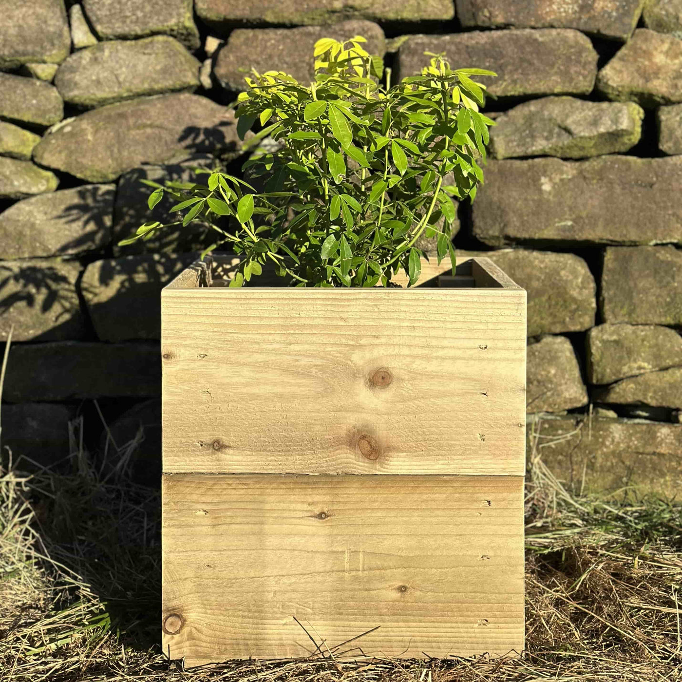 Wooden planter box filled with a green shrub, placed on grass infront of a stone wall. A view of the front.