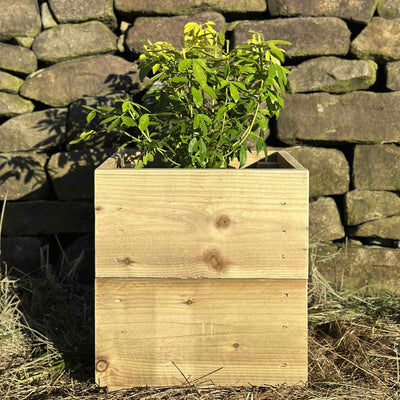 Wooden planter box filled with a green shrub, placed on grass infront of a stone wall. A view of the front.